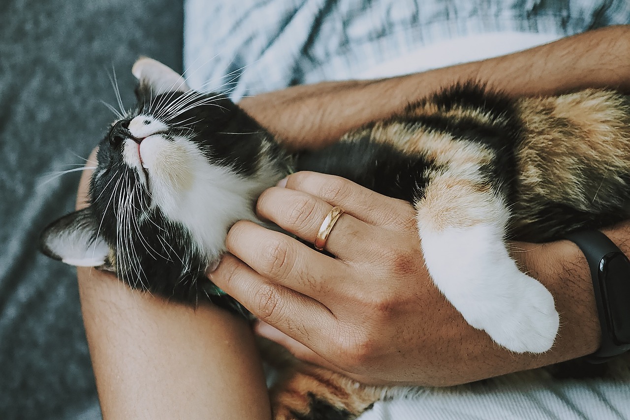 A cat getting scratches under its neck