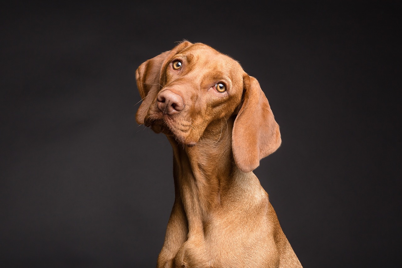 A brown dog, with its head cocked staring at the viewer