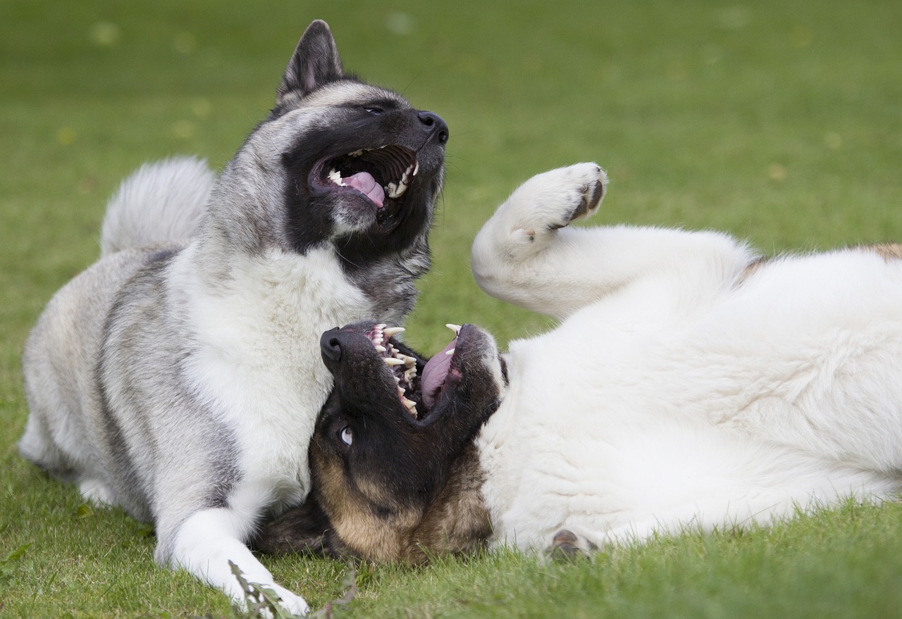 Two dogs playing together in the grass