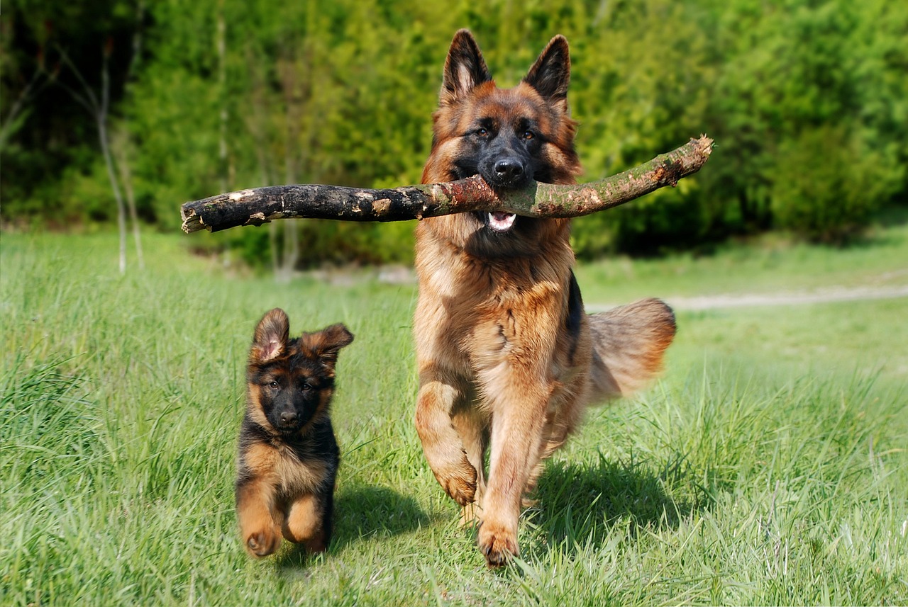 A big and small German shepherd running towards the viewer. The big dog has a stick in its mouth