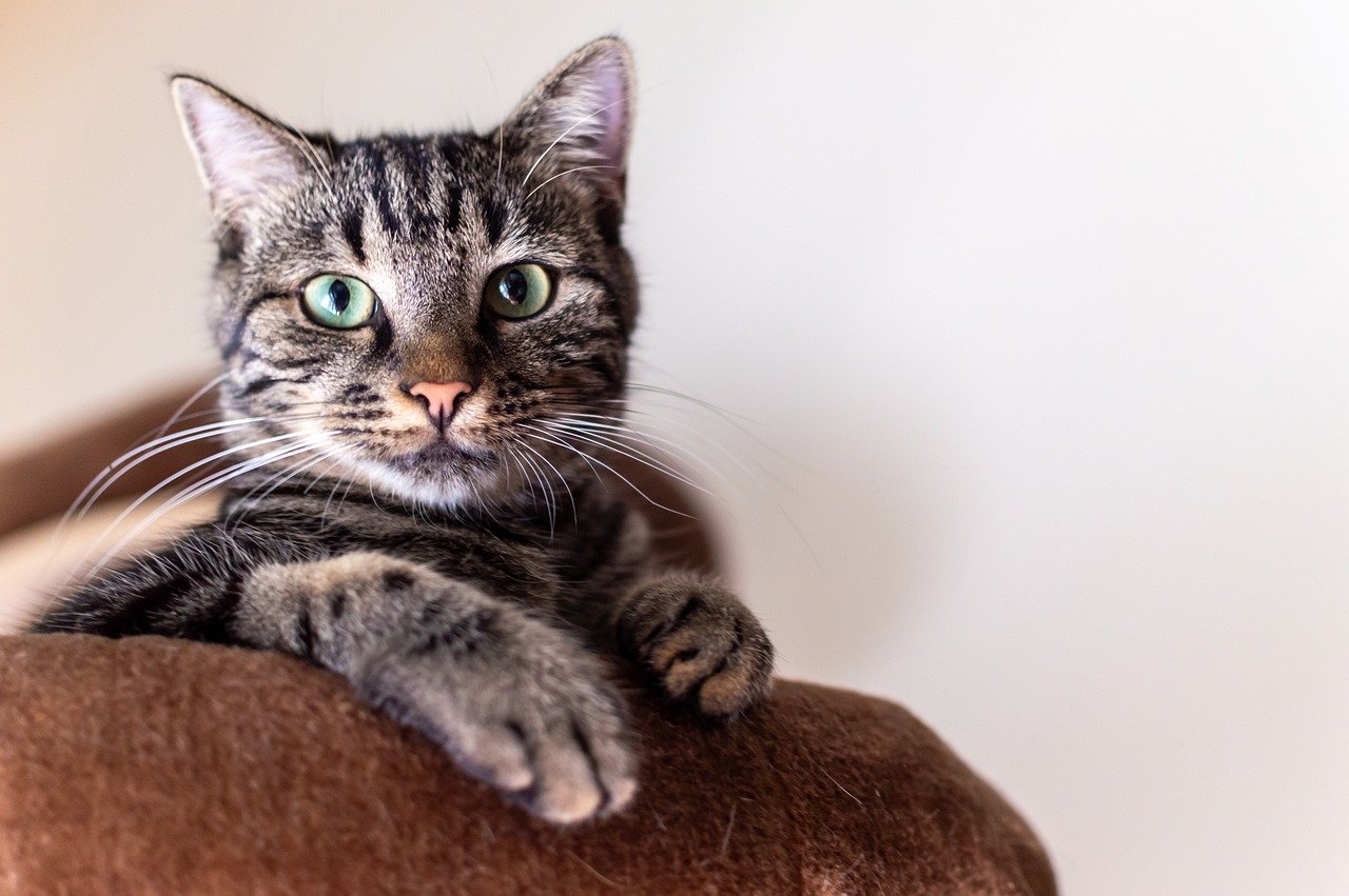 A striped grey cat sitting on a brown object with folded arms