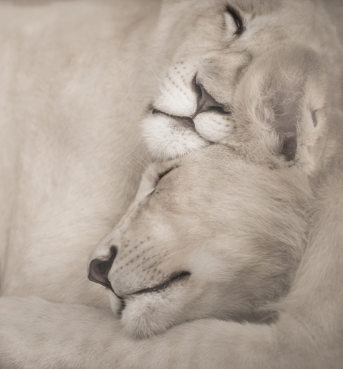 Two white lions snuggling with each other