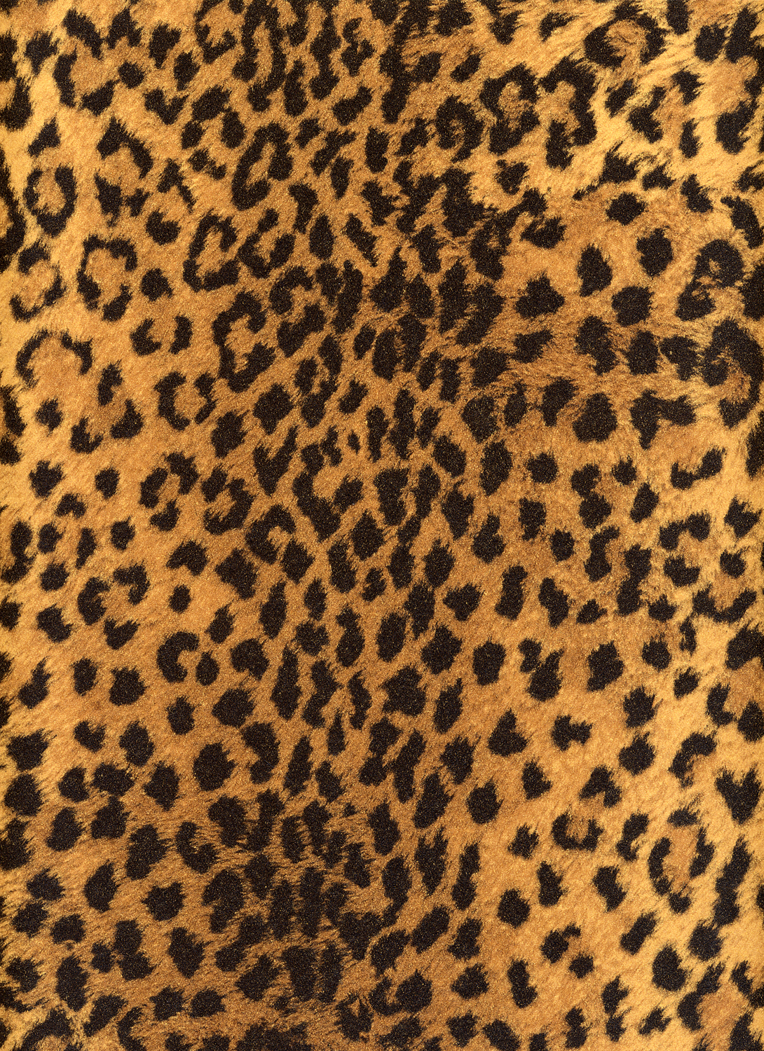 An up close picture of leopard spots