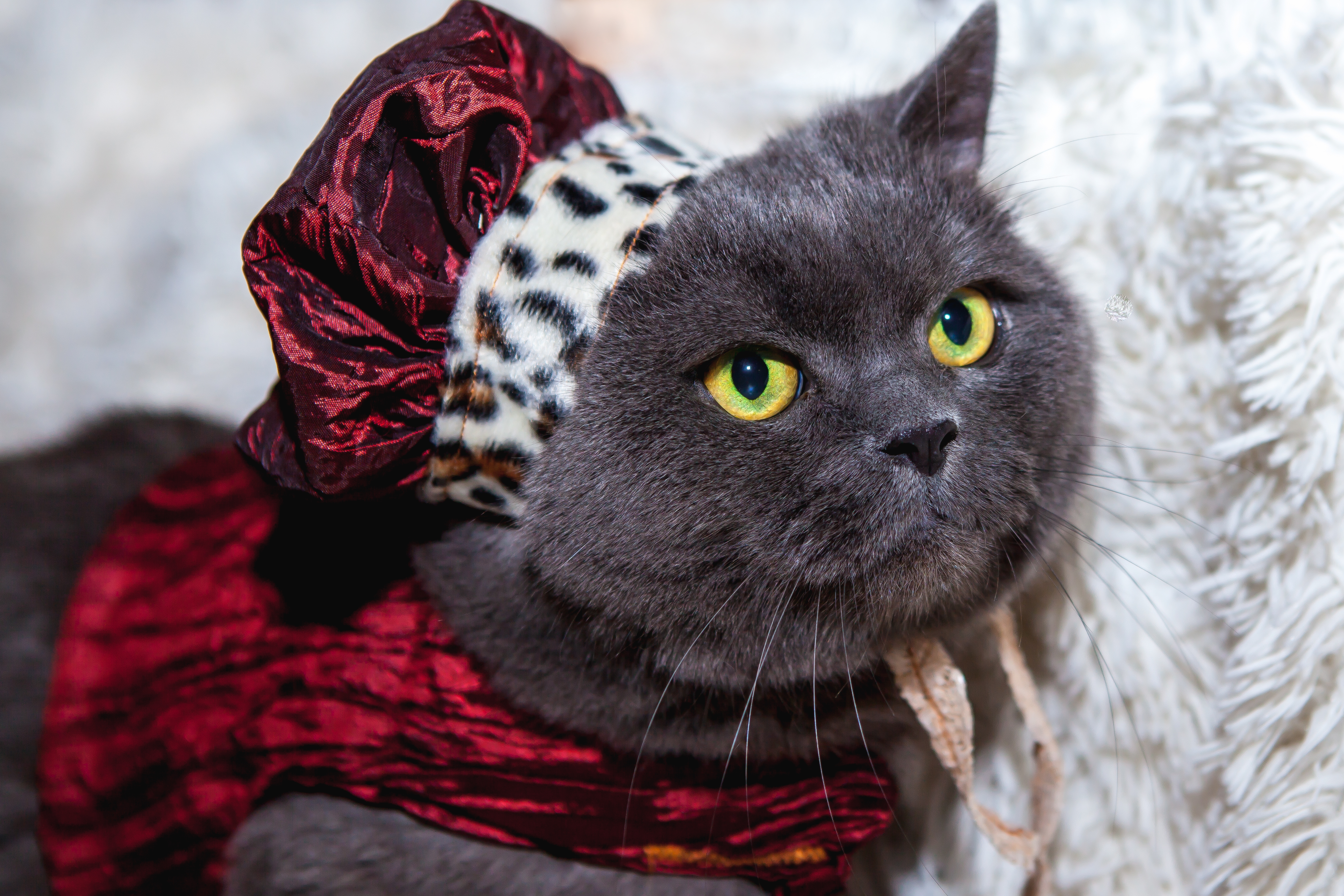 A gray cat dressed up in a king or queen styled costume